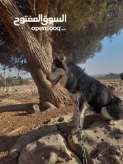  1 كلبه هاسكي السيبير  للبيع