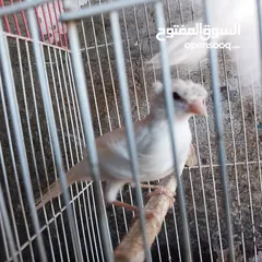  2 5 مخاليق أعمارهم 9 اشهر