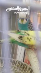  4 Ready to egg adult Budgies