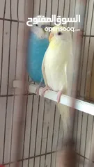  7 جوز حب للبيع