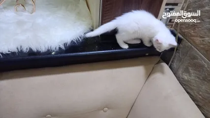  3 قطه ميكس صغيره بيضاء  Kitten ..............................................