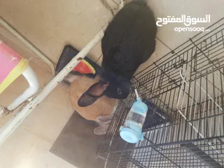  9 ارانب  lion head ذكور نوعهم راس الاسد Rabbits