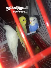  1 عصافير حب او طيور بادجي ذكور وايناث وزواج