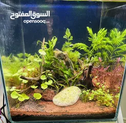  1 Planted Aquarium tank with WRGB timer light and Filter for 30 rials