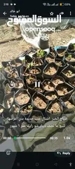  2 اشتال عنب للبيع