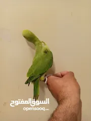  4 Green Ringneck parrot baby