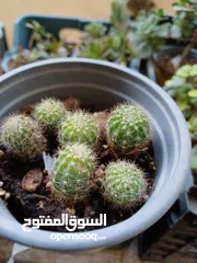  19 مشتل بيتي متوفر انواع زينة خارجية وداخلية والتوصيل بأسعار رمزية