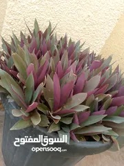 1 نباتات الزينه بحجم كبير وتربه ممتاز جدا وصحه ممتاز  لا تحتاج كثير من المياه