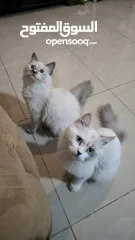  8 قطه هملايا انثى للبيع عمر ثلاث شهور  أكثير لعوبه حنونه مسليه نظيف جدا متعوده على البوكس مدربه