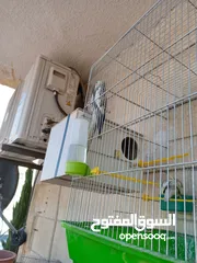  25 ببغاء كوكتيل ذكر وانثى مع قفص