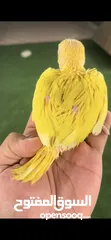  6 درة اصفر lutino ringneck