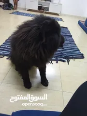  1 تشاو تشاو عدد 3 للبيع