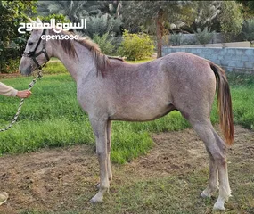  1 مهر عربي للبيع (حصان)  العمر سنة