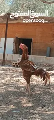  3 فحل بصلاة على النبي
