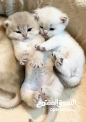  2 Golden pure kitten