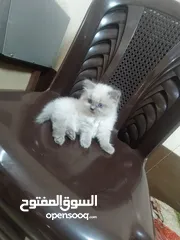  2 قط هملايا ذكر