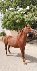  6 مهره للبيع
