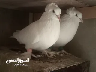  18 8 جواز و فحول كش و 3 طواير نخب ( سيكيه ، يهوديه ، ذبانيه ) وانواع مختلفة كوم و قطع منطقة اليادودة 7