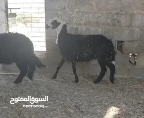  10 حلال للبيع ..