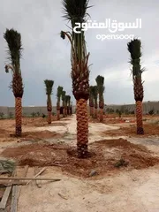  8 المقولات وتصميم وتنسيق الحدائق العامة وسناسل الحجريه وبناء الأكواخ الخشبية وصتصلاح الأراضي الزراعية