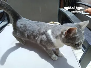  2 قطة انثى شيرازي هملايا للتبني مجانا عمر تسع اشهر مع ملحقاتها غير مؤذية وتحب اللعب و نظيفة