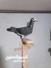  3 طواير مخاليف السنه