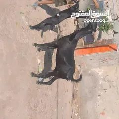  1 بصره أبو الخصيب محيله