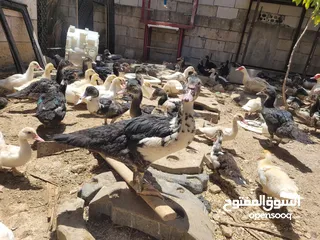  5 بطط مرتب لحم خرافي لانه مهتمين بغذائه يوجد أحجام مختلفه + يوجد حجل لحم مرتب + بيض بط+ بيض حجل