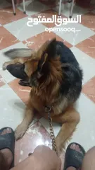  2 نتايه جيرمن شيبرد متجوزة  Female German Shepherd