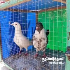  1 جوز مخاليف 3 لرات