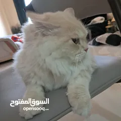  4 قط ذكر