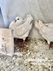  5 جواز حمام الماني كلها شغاله