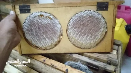  2 افضل انواع العسل العماني