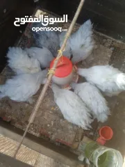  2 دجاج كوتشينا لفندر