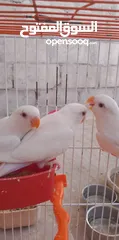  2 جوزين روز البينو مع فراخ مفطومه