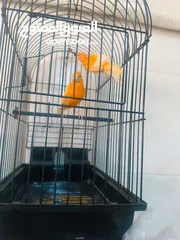  1 كنار احمر للبيع