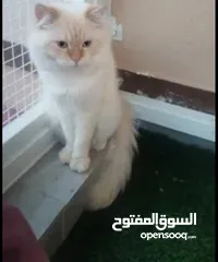  1 قطط يا جماعة مين اشترى هاد البس ضرورييي