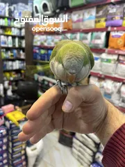  2 كويكر الراهب ببغاء أسطورة (طائر أوروبا المدلل) اليف متكلم هدد راقص لعوب متفاعل تابع الوصف