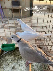  3 جوزين حمام كريم وطيرة للبيع جوز تحتو بيض كمان اسبوع بفقس