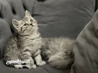  9 كتن سكوتش فولد و ستريت وام منتجه