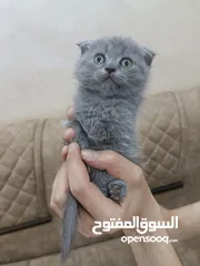  7 قطط سكوتش فولد شورت هير العمر 55 يوم بسعر ممتاز