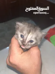  5 جميل العبادي