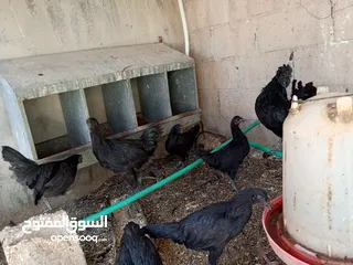  9 فقصات بحال الوكالة للبيع بيتو 2  وفقصتين  EGG 2
