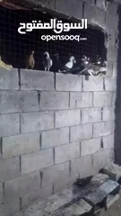  2 متاح سبع اجواز نضاف وشغالات