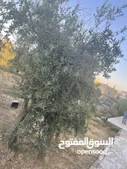  23 ارض دونم مع بيت ارضي وبيت طابقين