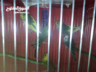  6 طيور حب اصفر اخضر ازرق
