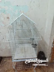  4 ببغاء كوكاتو جوفن