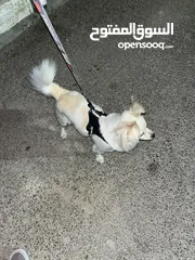 8 كلاب لولو فوكس