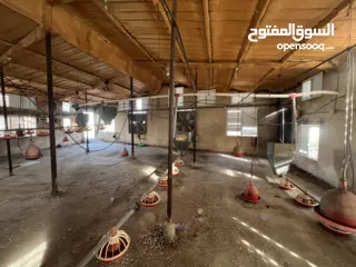  13 مشروع دواجن متكامل وجاهز للإنتاج – ليس مجرد أرض