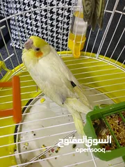  1 كوكتيل 2 ا صفر السعر انثى 20  الذكر15الأثنين مع قفص 40